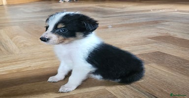 Border Collie dogs - Advert 7