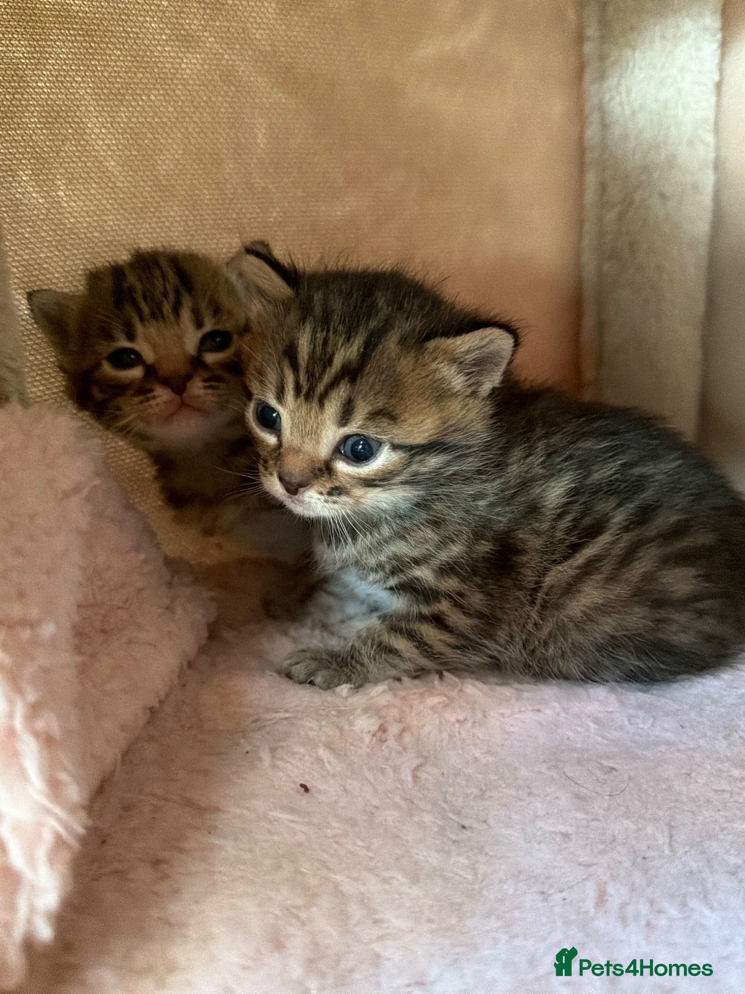 Mixed Breed cats 2 Kittens for sale - Advert 1