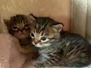 Mixed Breed cats 2 Kittens for sale - Advert 1