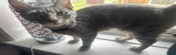 Mixed Breed cats for sale: 3 kittens breed is bengal/tabby/tuxedo mix  - Advert 2