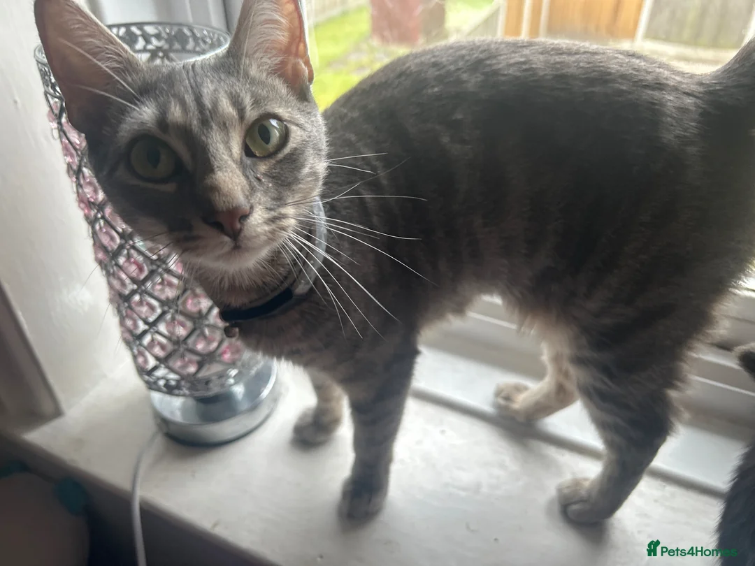 Mixed Breed cats for sale: 3 kittens breed is bengal/tabby/tuxedo mix  - Advert 2