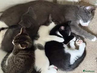 Mixed Breed cats Kittens ready - Advert 3
