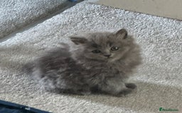 British Longhair cats for sale: British Blue longhair - Female - Advert 3