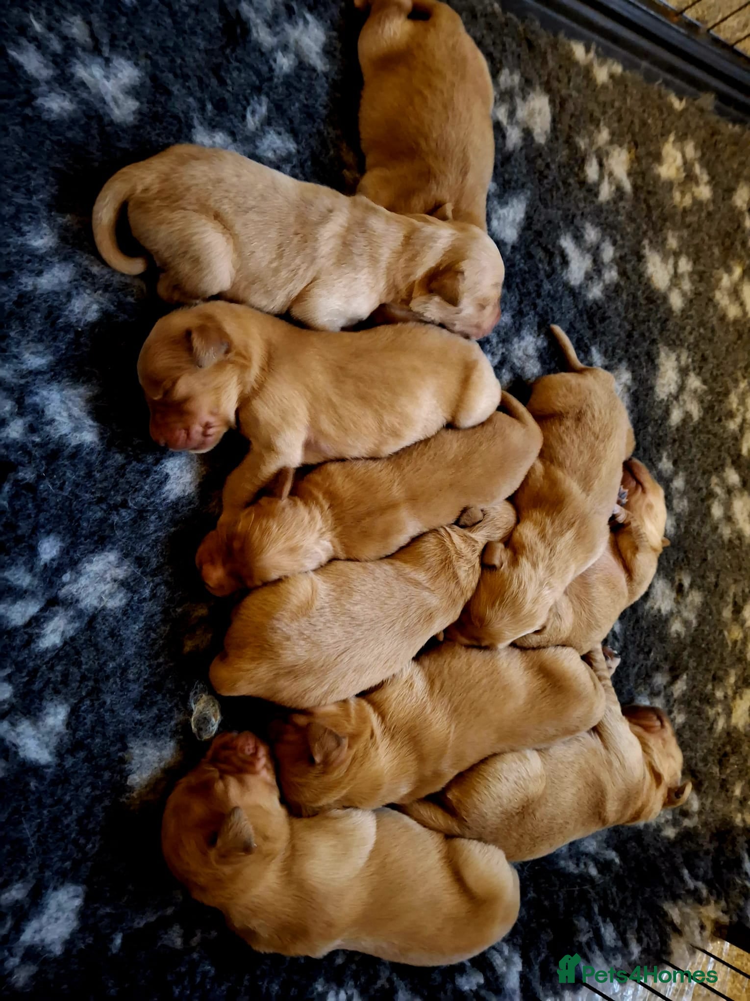 Golden Retriever dogs 🐶 Dark Golden retriever puppies 🐶 - Advert 16