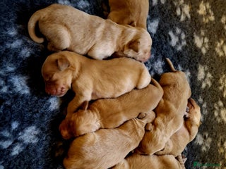 Golden Retriever dogs 🐶 Dark Golden retriever puppies 🐶 - Advert 3