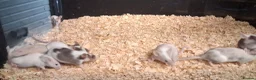 Mouse rodents for sale: Baby Fancy and Hairless Mice Females - Advert 5