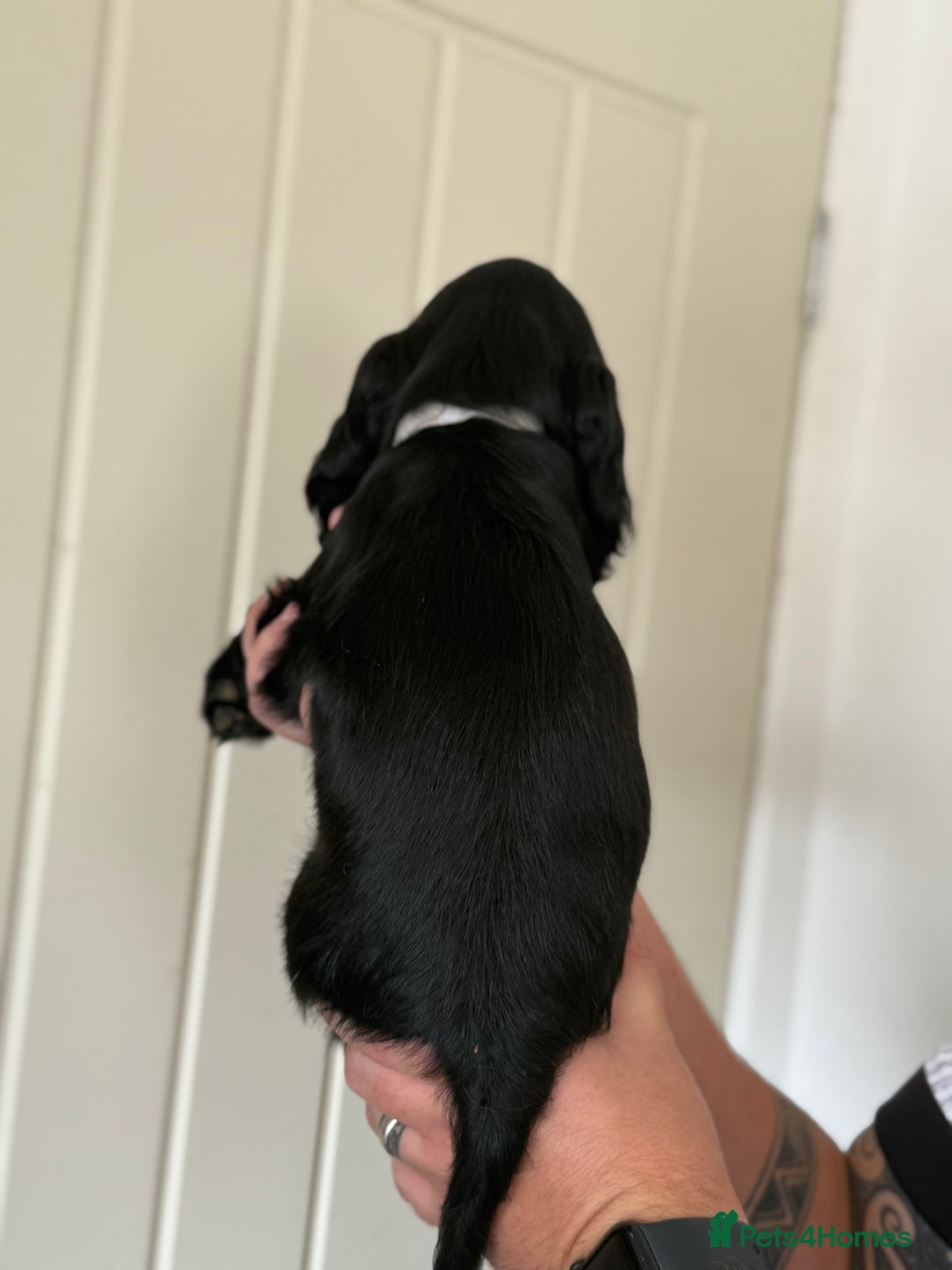 Cocker Spaniel dogs for sale: Beautiful litter of Show Cockers - 5 remaining - Image 39