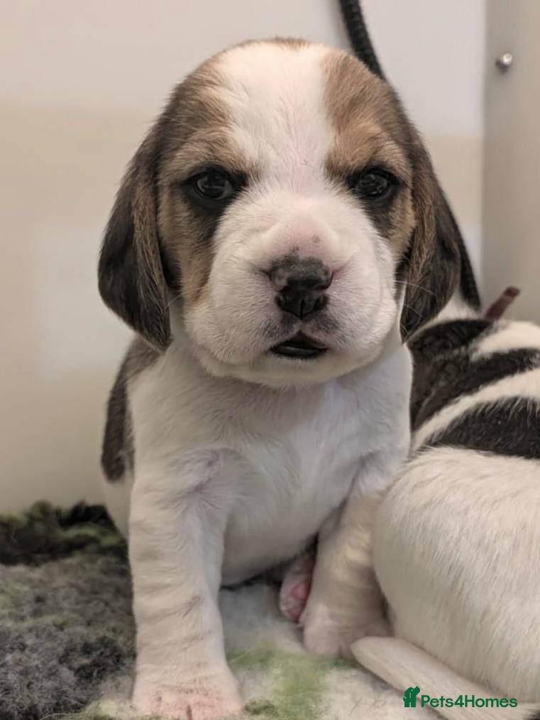 Beagle dogs for sale: Kc registered champion show line beagle puppies  - Advert 2