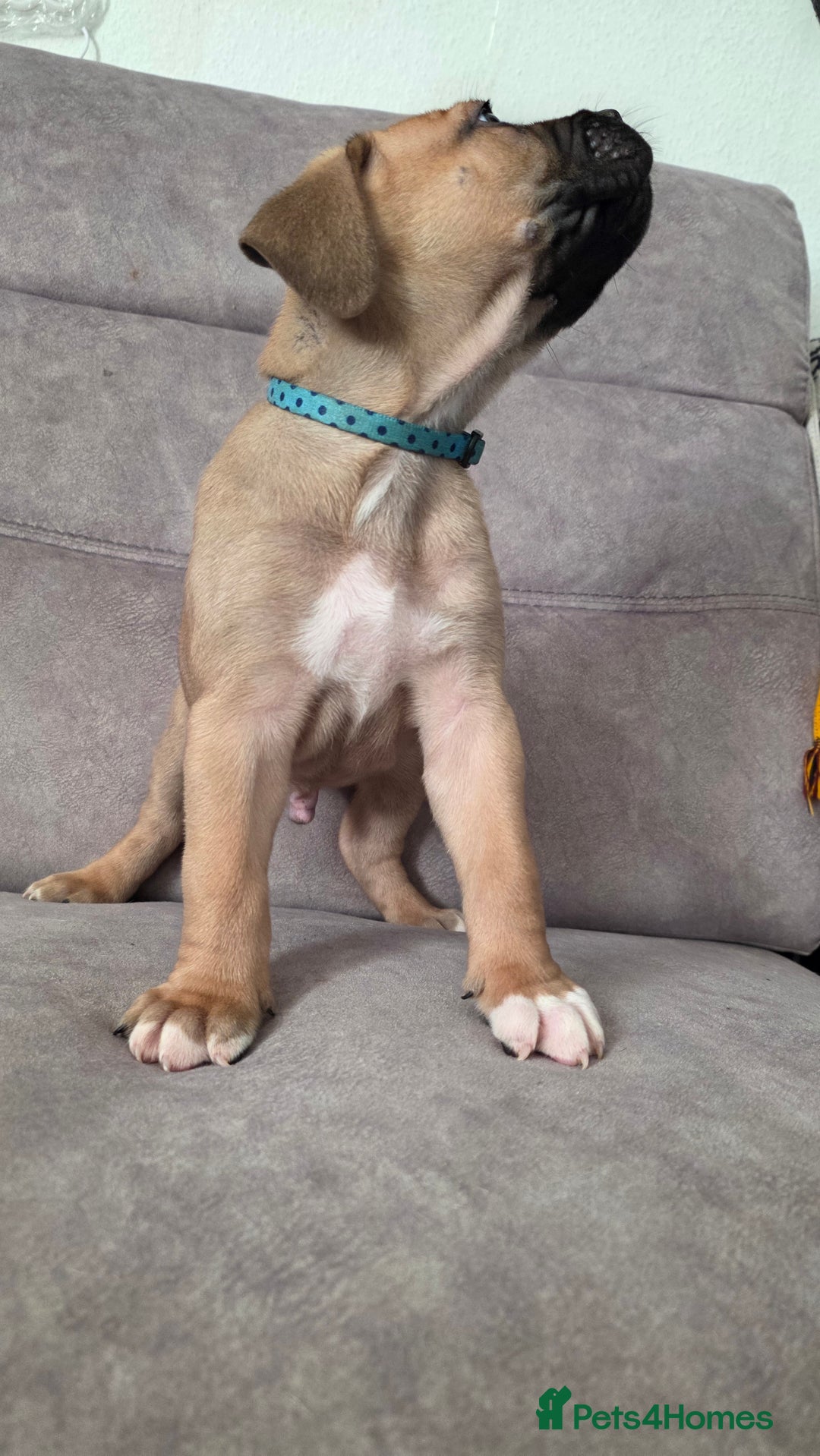 Mixed Breed dogs for sale: Adorable Bull Bordeaux Puppies  - Advert 16