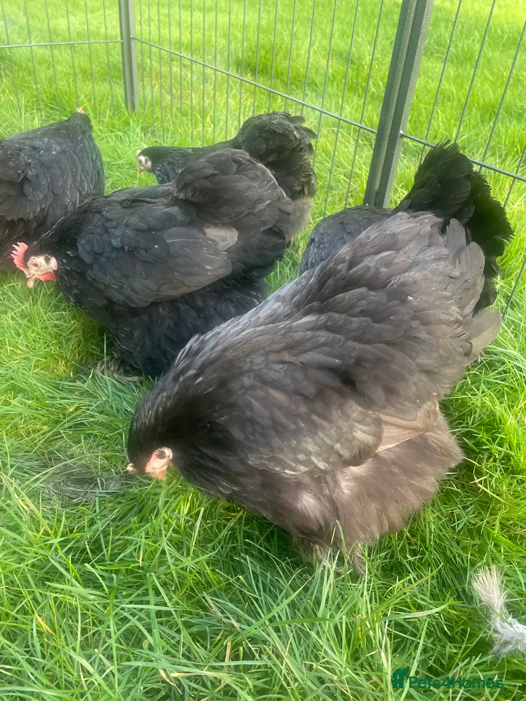 Chickens poultry for sale: Pekins - Advert 6