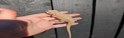 Bearded Dragon reptiles for sale: Baby bearded dragons - Advert 10