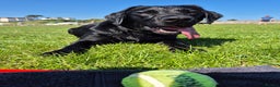 Labrador Retriever dogs for sale: Beautiful Puppies Looking for Loving Homes - Advert 20