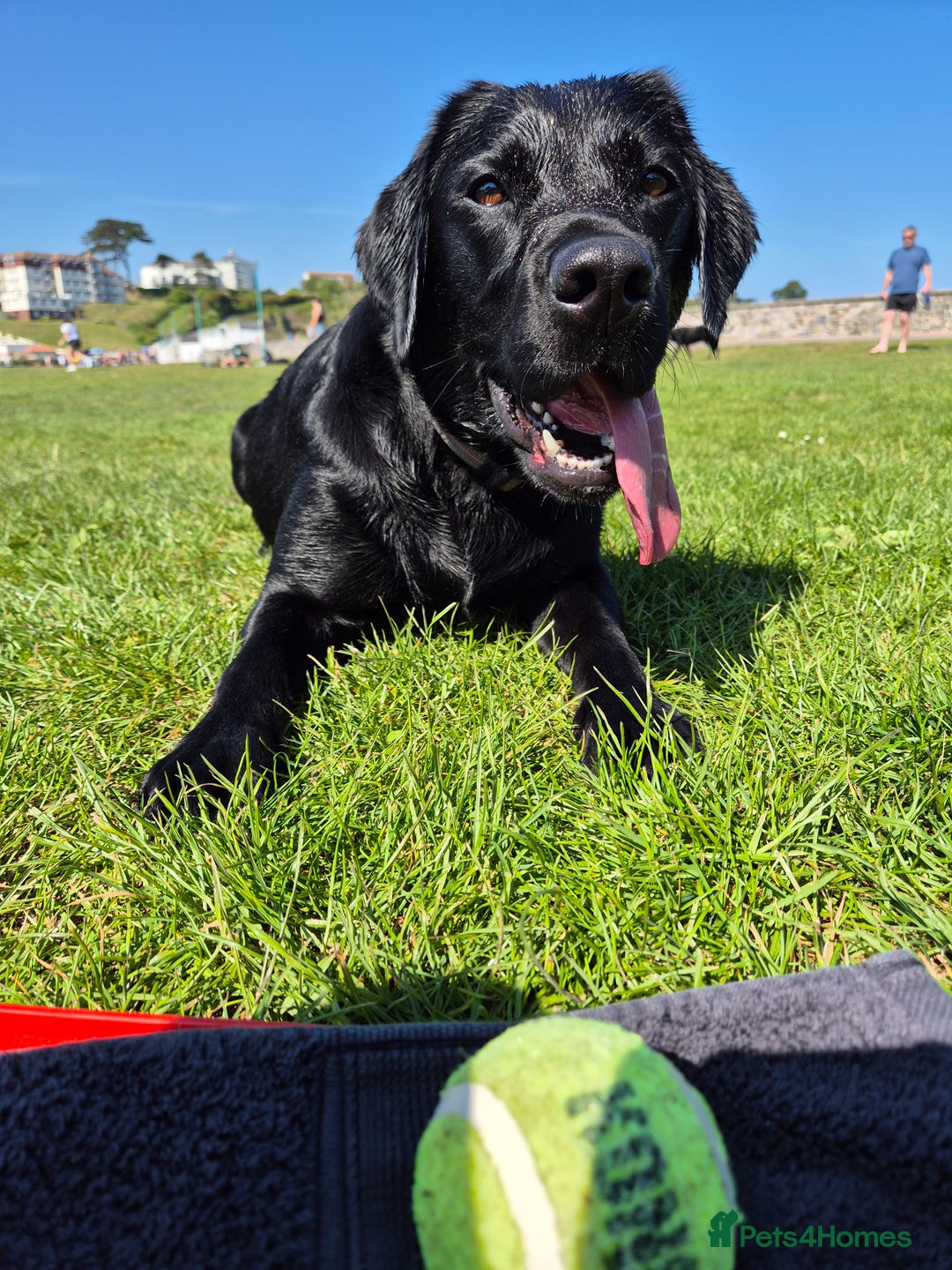 Labrador Retriever dogs for sale: Beautiful Puppies Looking for Loving Homes - Advert 20