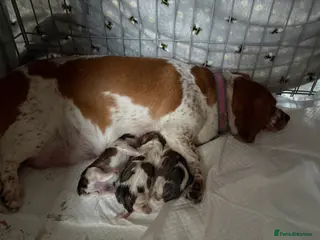 Mixed Breed dogs Gorgeous litter of puppies , 1 boy and 2 girls - Advert 1