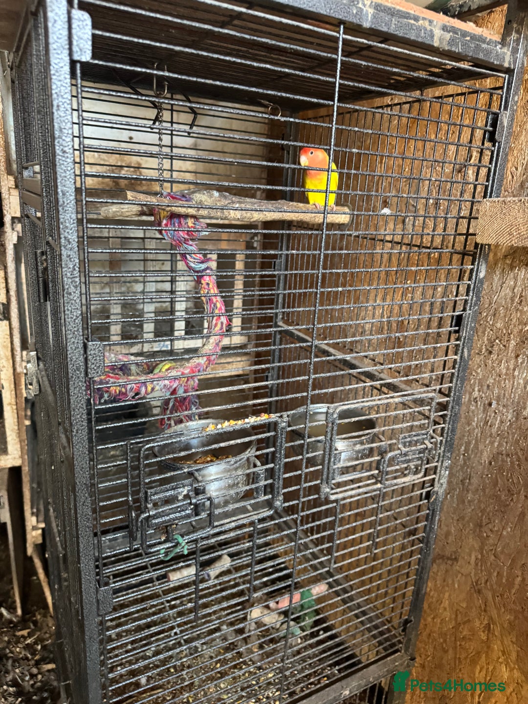 Lovebirds birds for sale: BEAUTIFUL YELLOW LOVE BIRD FOR SALE - Advert 2