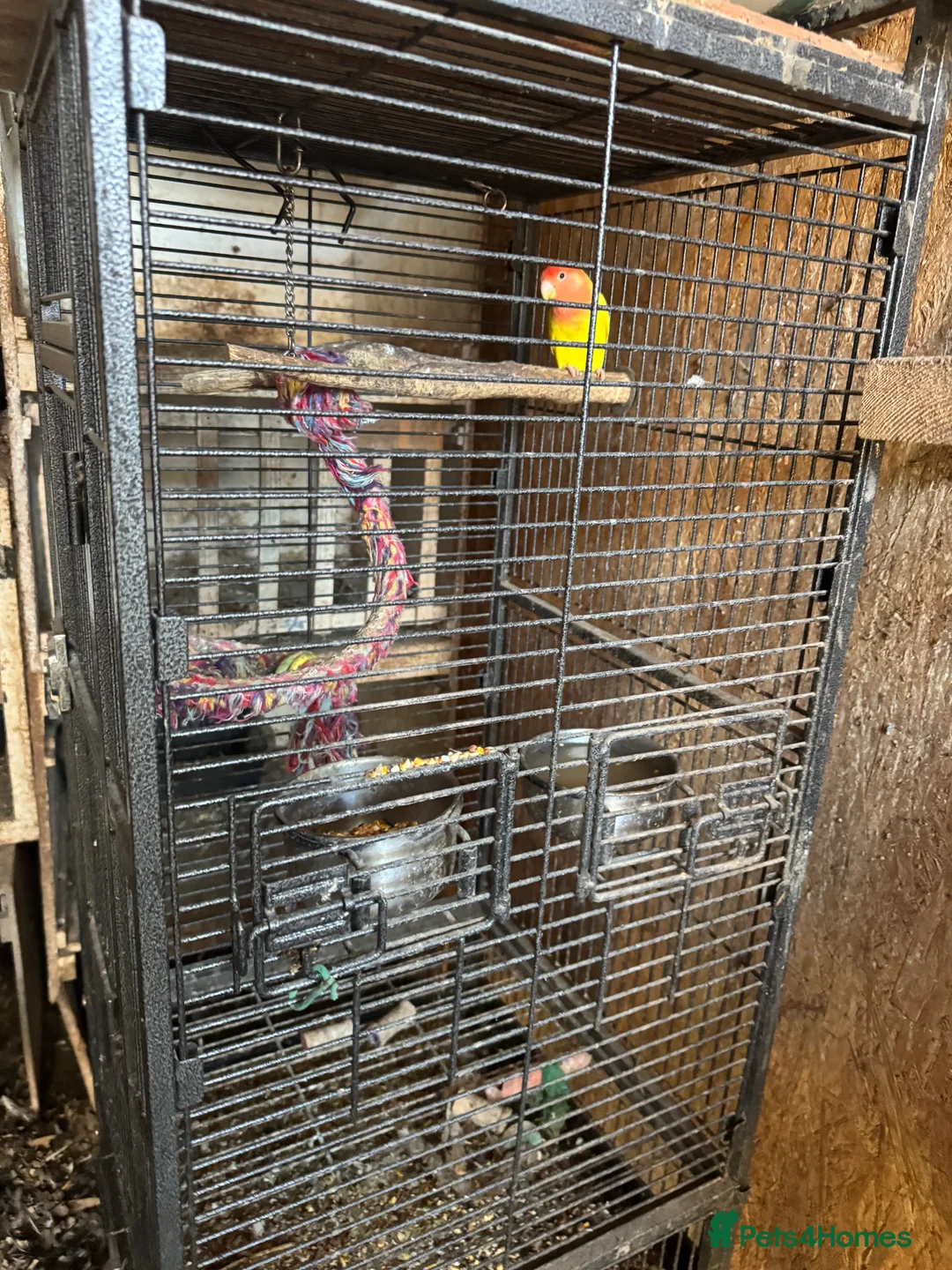 Lovebirds birds for sale: BEAUTIFUL YELLOW LOVE BIRD FOR SALE - Advert 2