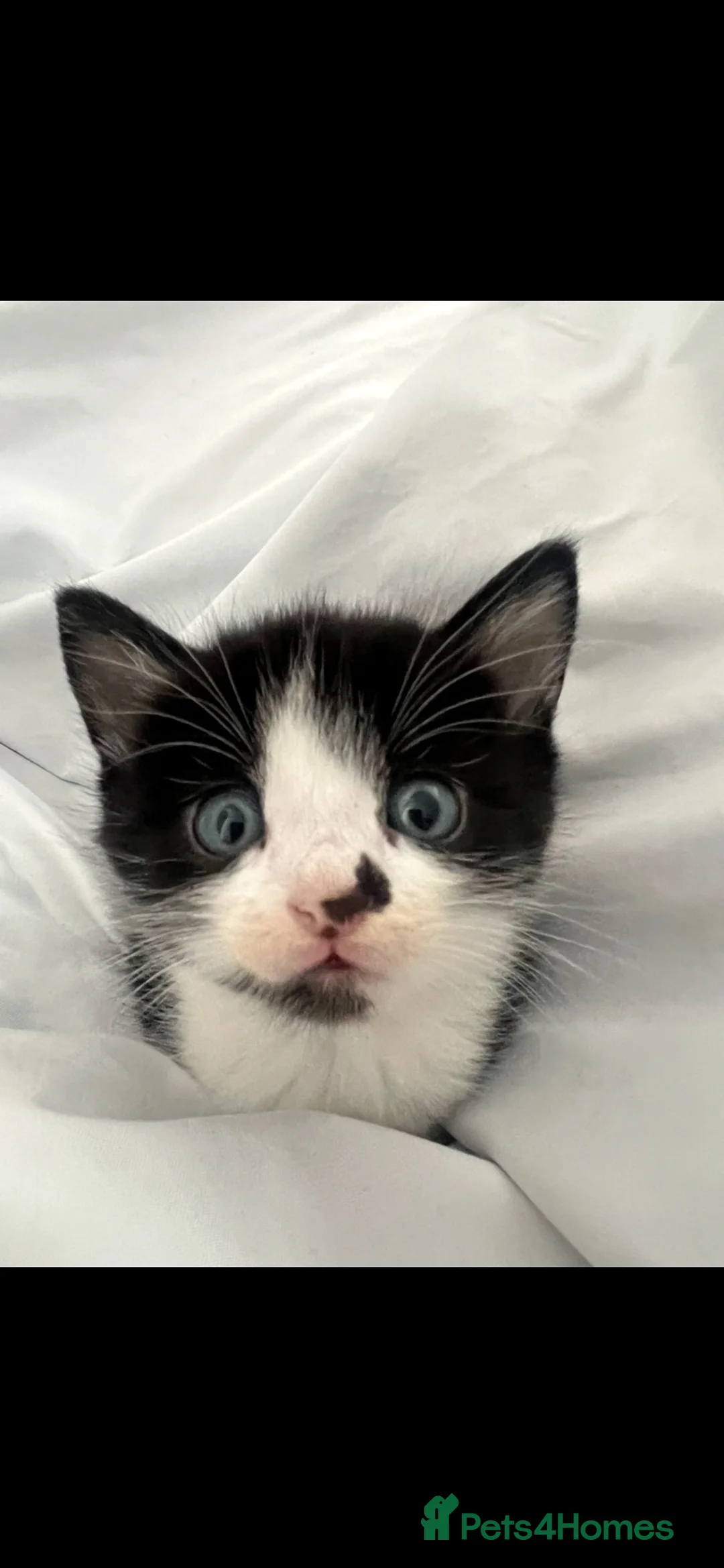 Mixed Breed cats for sale: Litter of 6 beautiful kittens  in Bolton - Advert 6