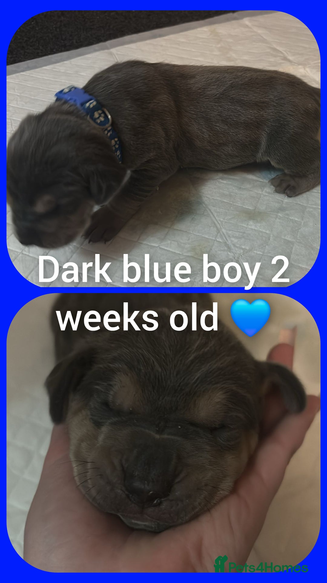 Mixed Breed dogs for sale: Staffy cross pups for sale  - Advert 2