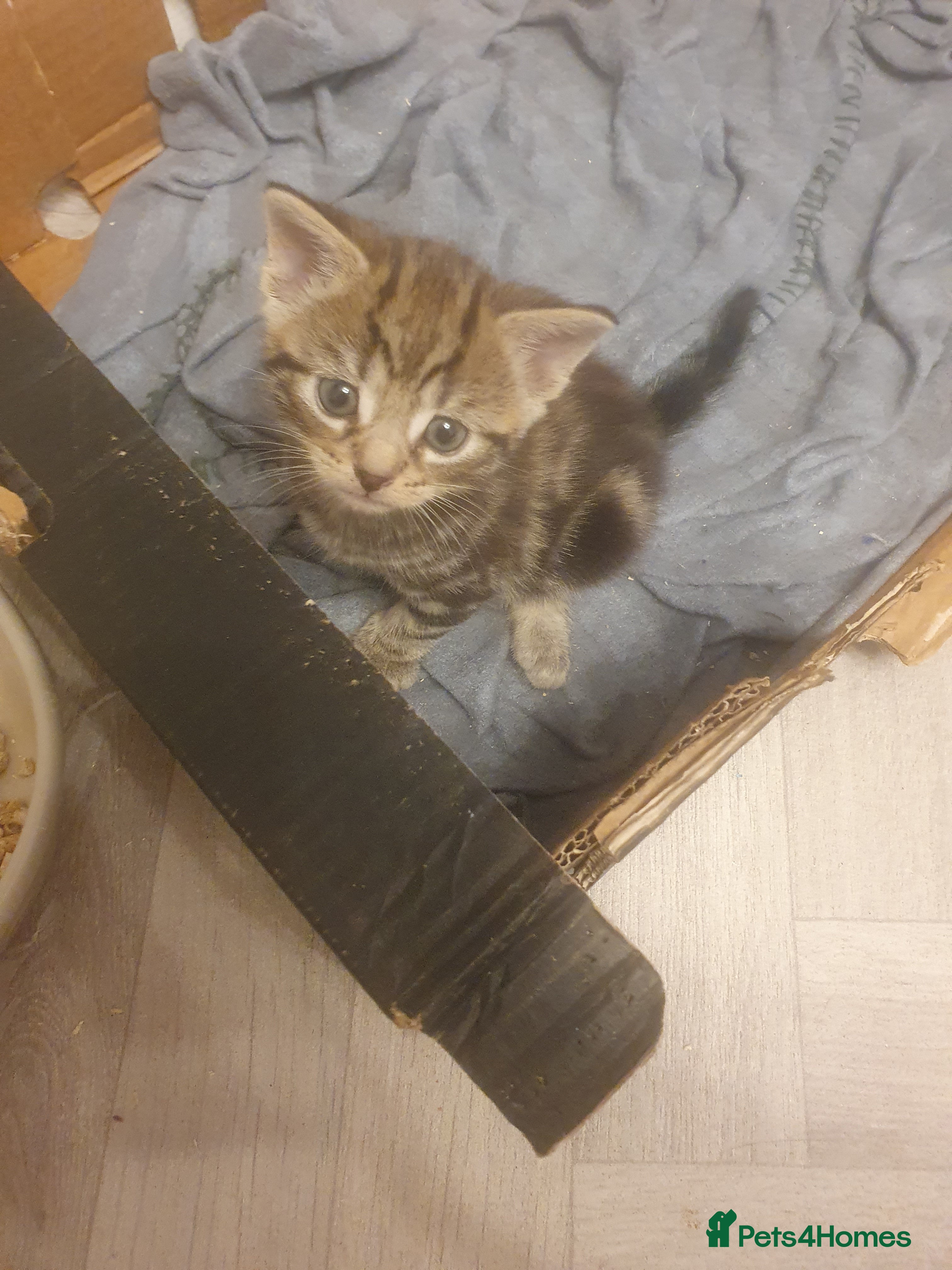 Mixed Breed cats 2 male kittens  - Advert 2