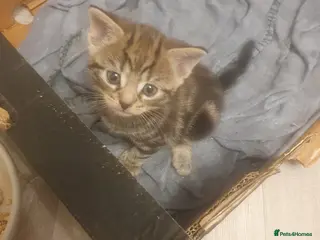 Mixed Breed cats 2 male kittens - Advert 2