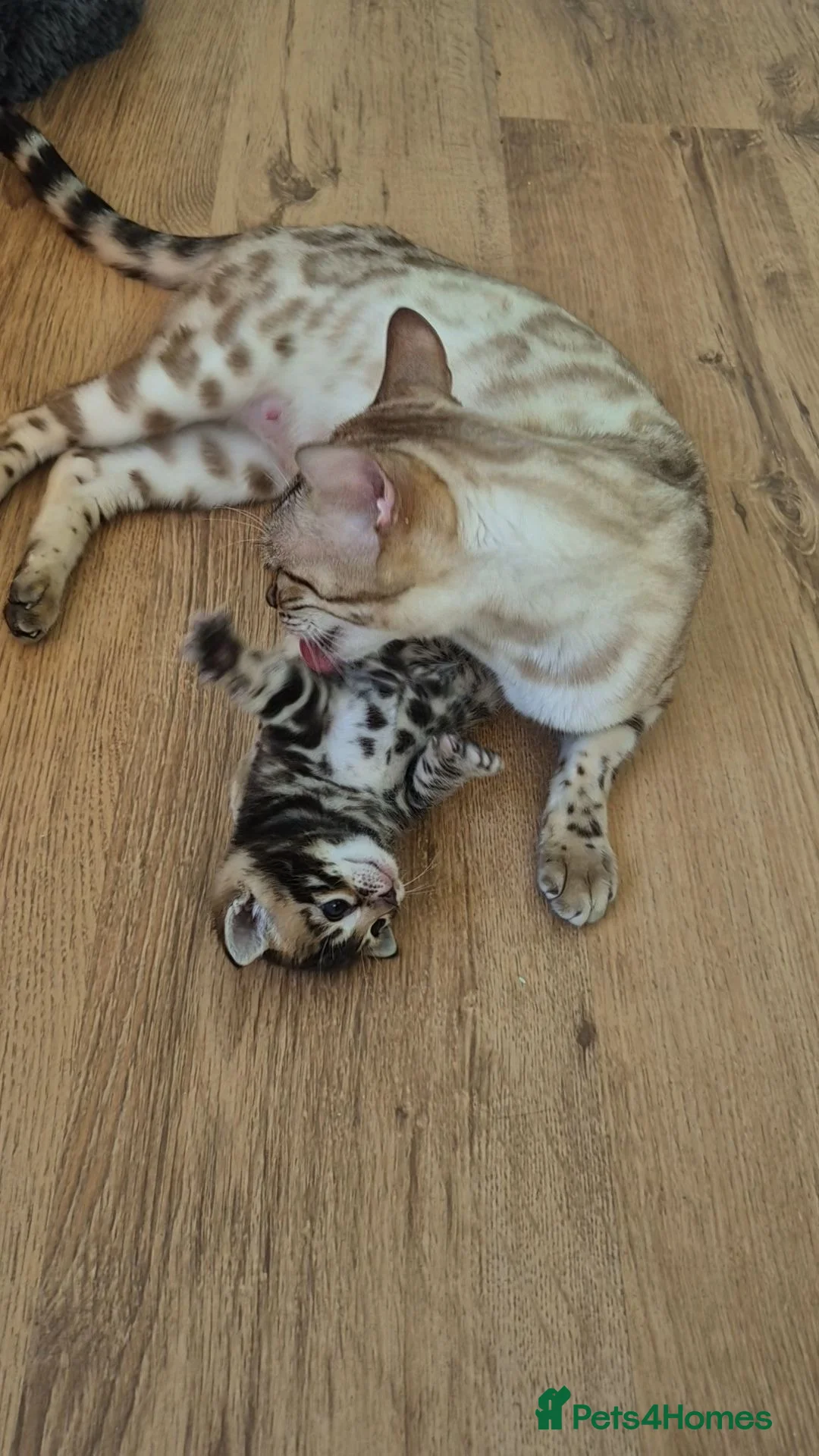 Bengal cats for sale: Champion Bloodline TICA Bengal Kittens in Peterborough - Advert 2