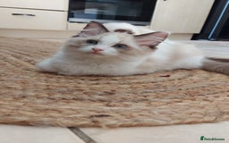 Ragdoll cats for sale: Ragdoll Kittens Championship DNA tested GCCF reg - Image 11