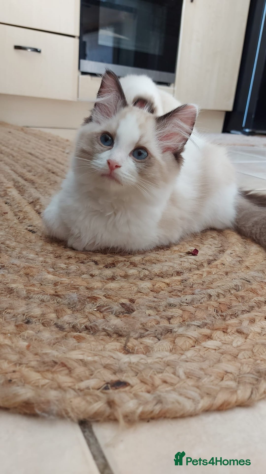 Ragdoll cats for sale: Ragdoll Kittens Championship DNA tested GCCF reg - Image 11