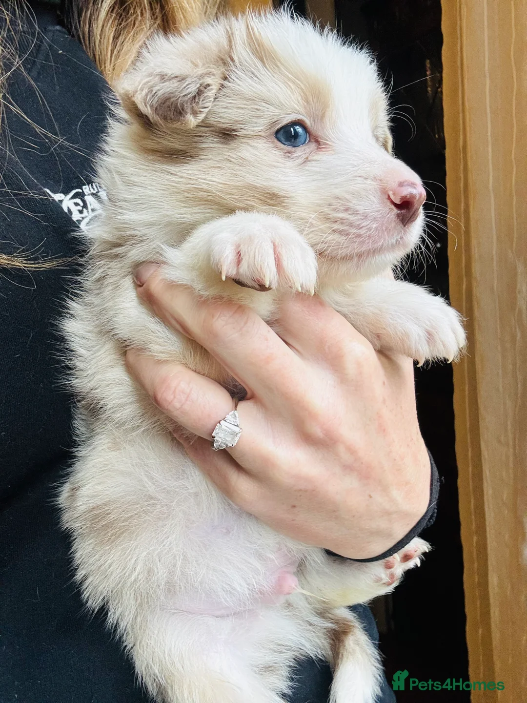 Border Collie dogs for sale: Pure Bred Border Collie Puppies For Sale - Advert 18
