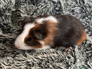 Guinea Pig rodents Lovely boar guinea pigs for sale boys - READY - Advert 10