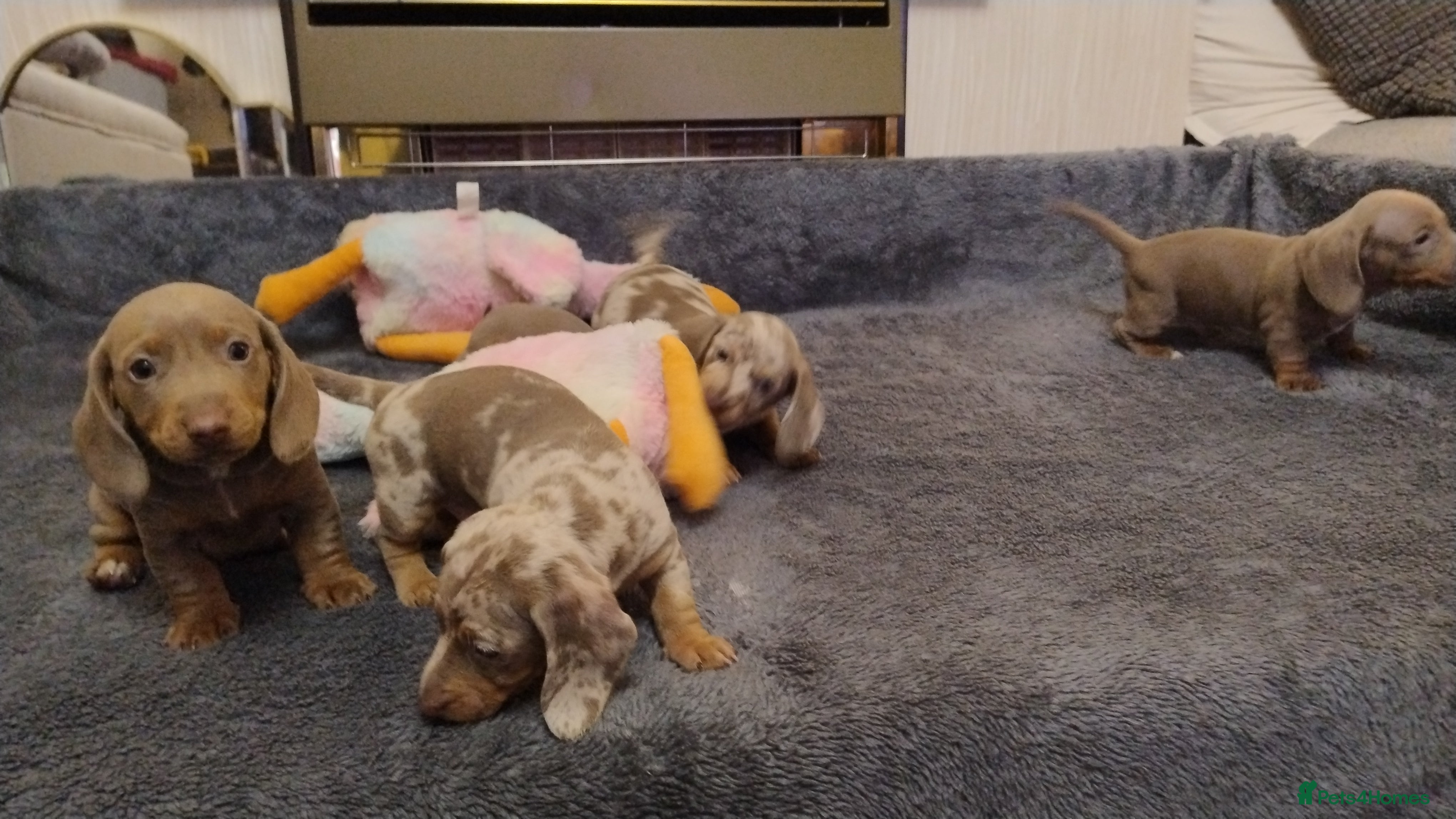Miniature Dachshund dogs KC Reg Dachshund Min Isabella & Tan Piebald Pups - Advert 17