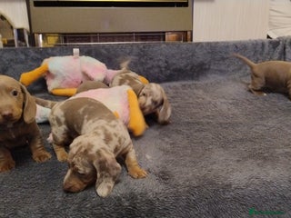 Miniature Dachshund dogs KC Reg Dachshund Min Isabella & Tan Piebald Pups - Advert 17