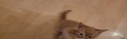 Mixed Breed cats for sale: Five Gorgeous Kittens Available! - Advert 18
