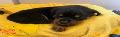Rottweiler 6