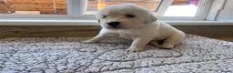 Golden Retriever dogs for sale: Health tested and KC-stunning golden retrievers  - Advert 4