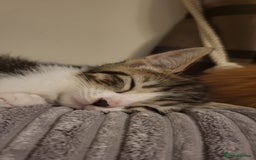 Mixed Breed cats for sale: Kittens Ready Now - Image 19