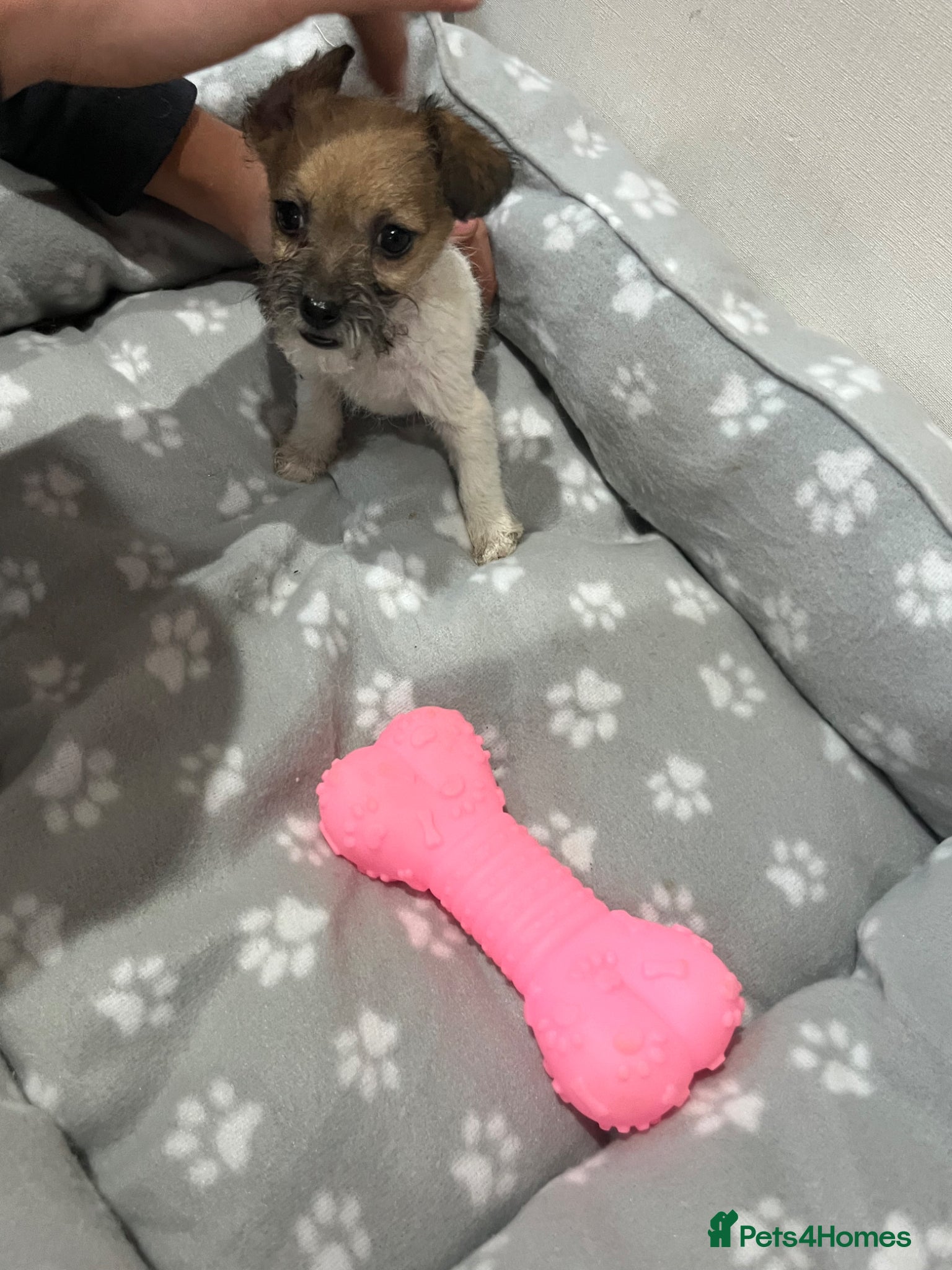 Jack Russell dogs for sale: Gorgeous tiny Jack Russell‘s in High Wycombe - Advert 8