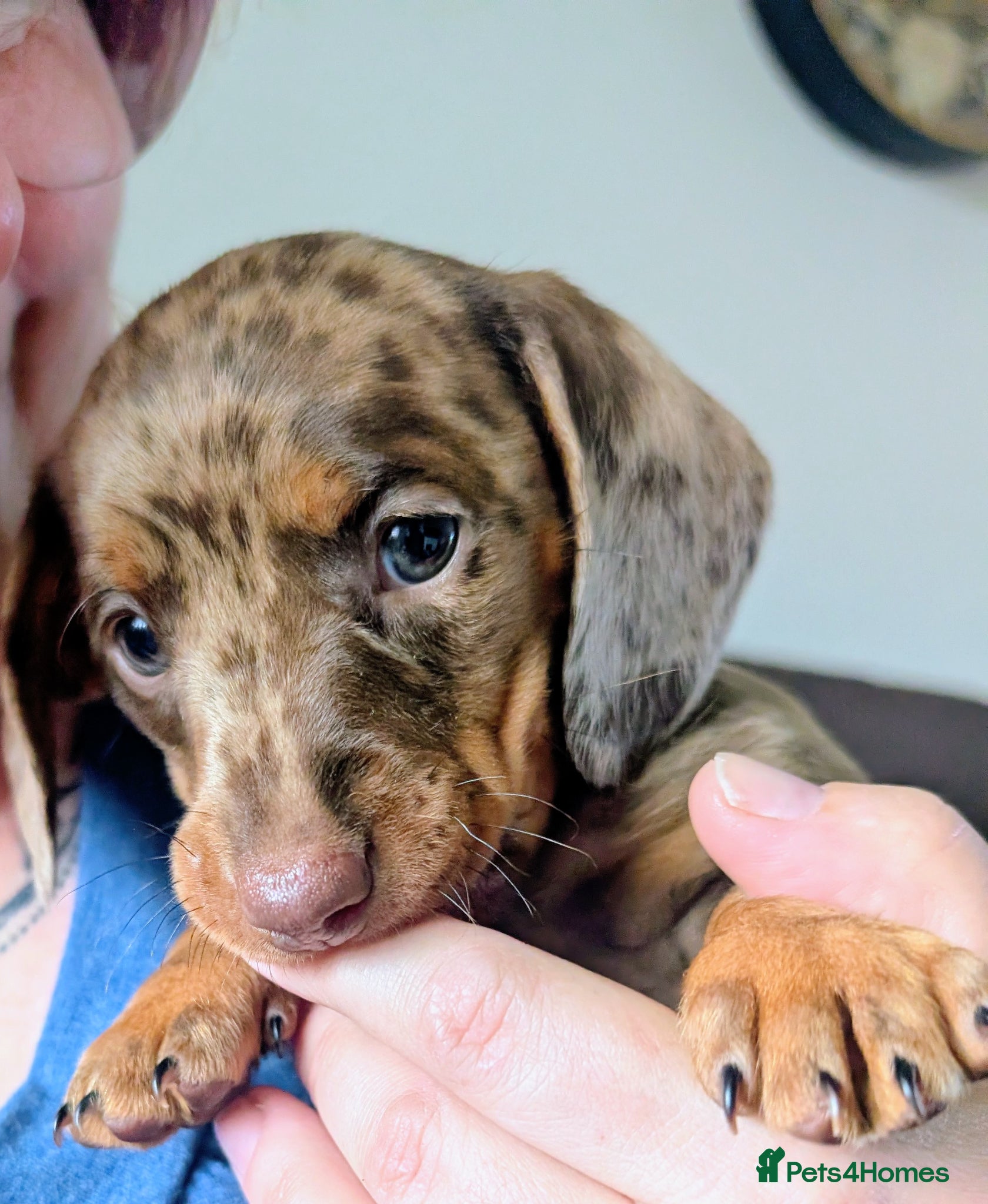 Miniature Dachshund dogs Adorable Miniature Dachshund Puppies Ready Now - Advert 1