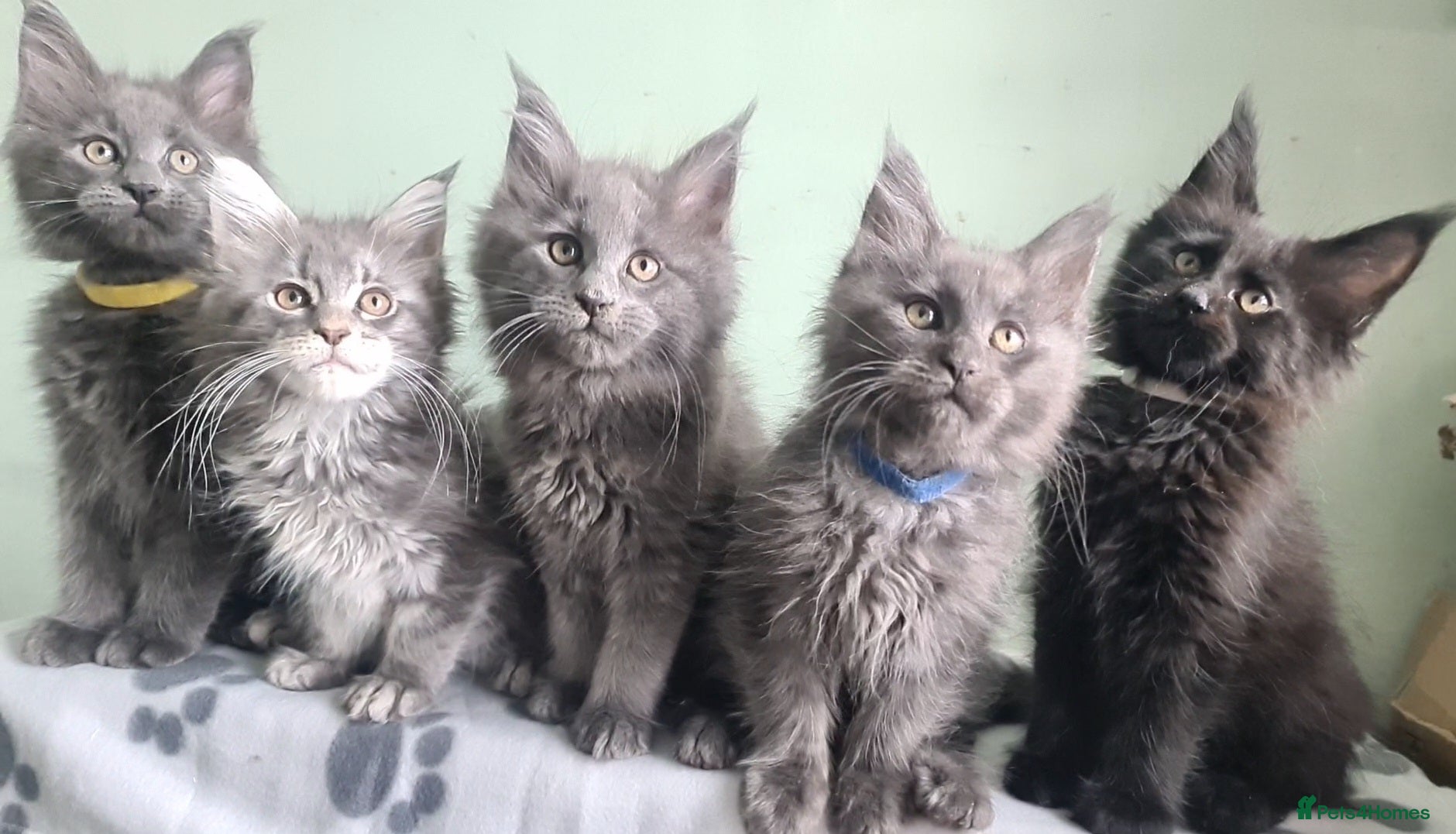 Maine Coon cats Maine coon kittens registered with GCCF - Advert 1