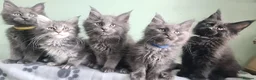 Maine Coon cats for sale: Maine coon kittens registered with GCCF - Advert 1