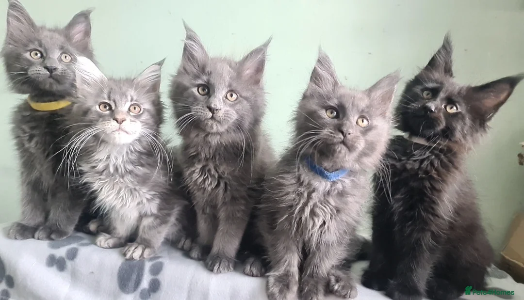 Maine Coon cats for sale: Maine coon kittens registered with GCCF - Advert 1