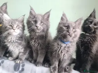 Maine Coon cats Maine coon kittens registered with GCCF - Advert 9