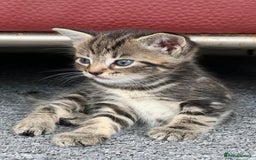 Domestic Shorthair cats for sale: Domestic Cats for sale🐈🐈‍⬛ - Image 2