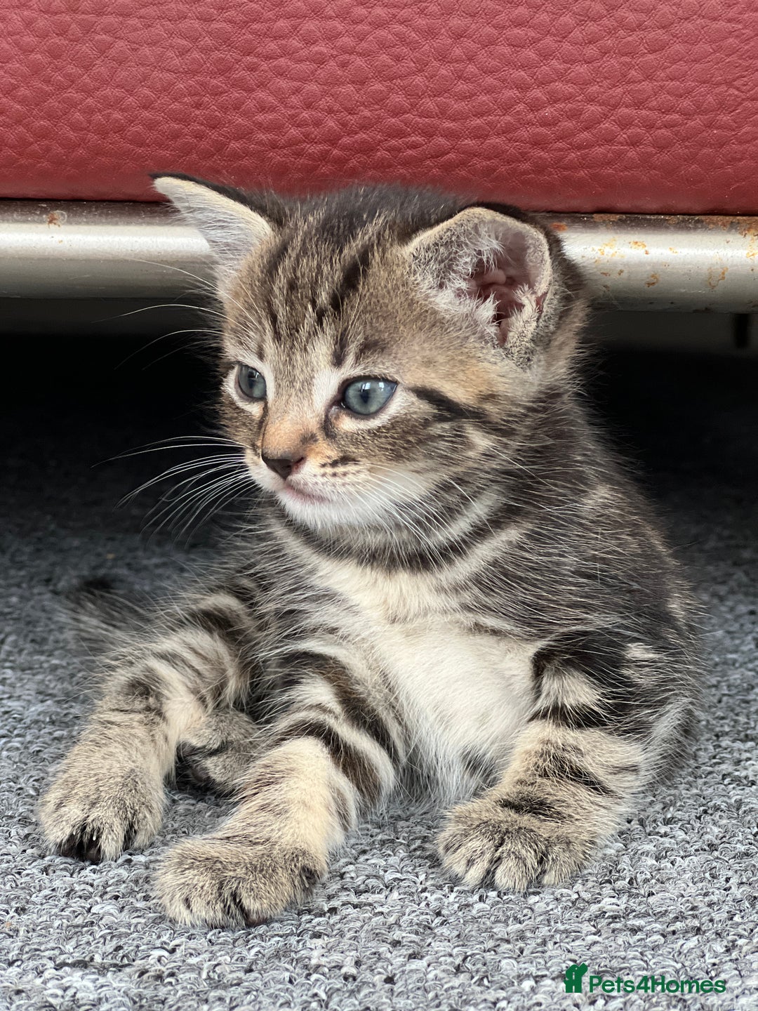 Domestic Shorthair cats for sale: Domestic Cats for sale🐈🐈‍⬛ - Image 2