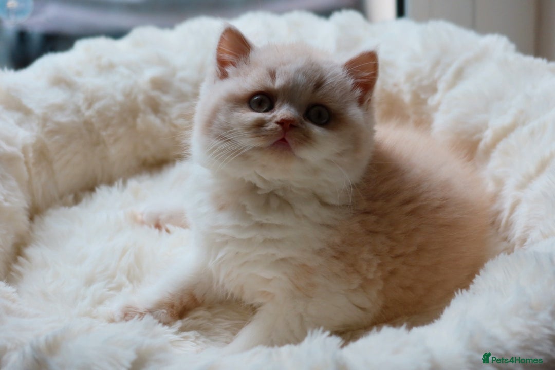British Shorthair cats for sale: British Shorthair Kittens - Reg & Licensed  - Advert 7