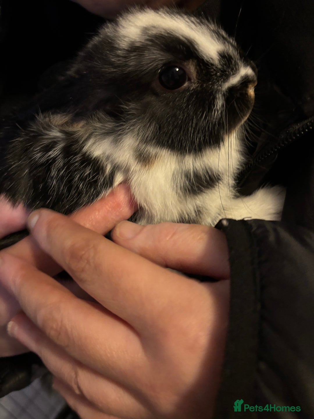 Mixed Breed rabbits for sale: Two female baby rabbits - Advert 1