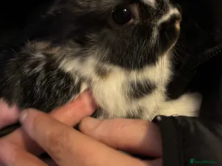 Mixed Breed rabbits Two female baby rabbits - Advert 6