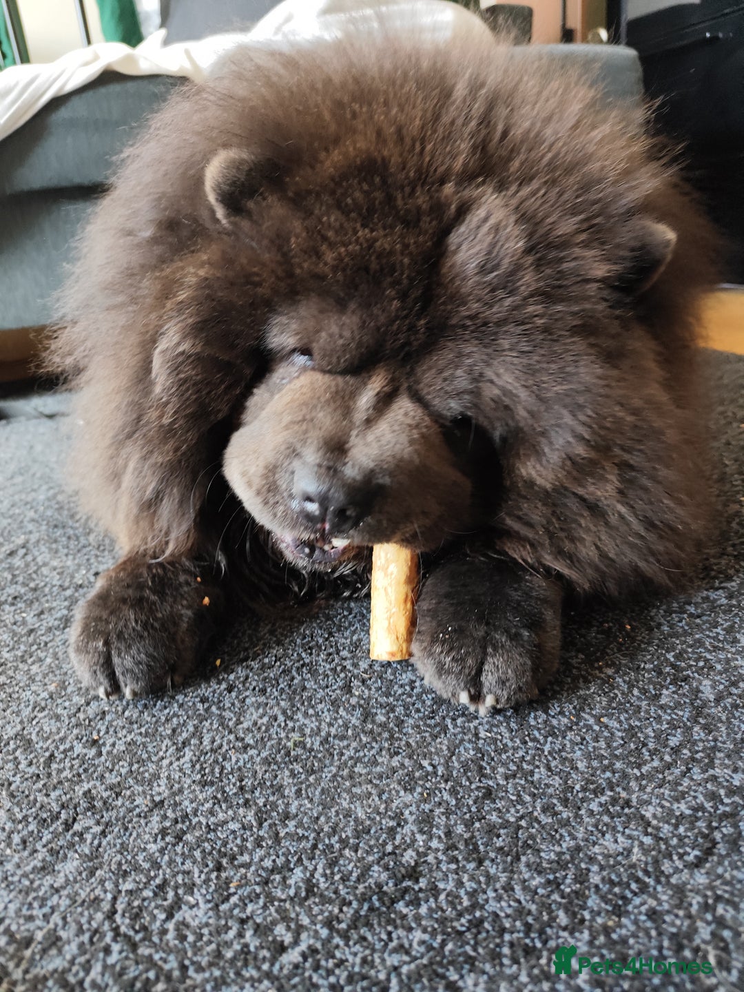 Chow Chow dogs for stud: Bule chow chow for stud - Image 5