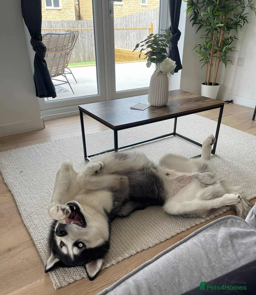Siberian Husky dogs for sale: Siberian Husky Nico  - Advert 4