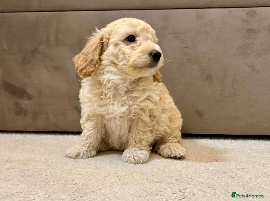 Poochon dogs for sale: Stunning Rare Phantom True Miniature Poochons - Advert 15