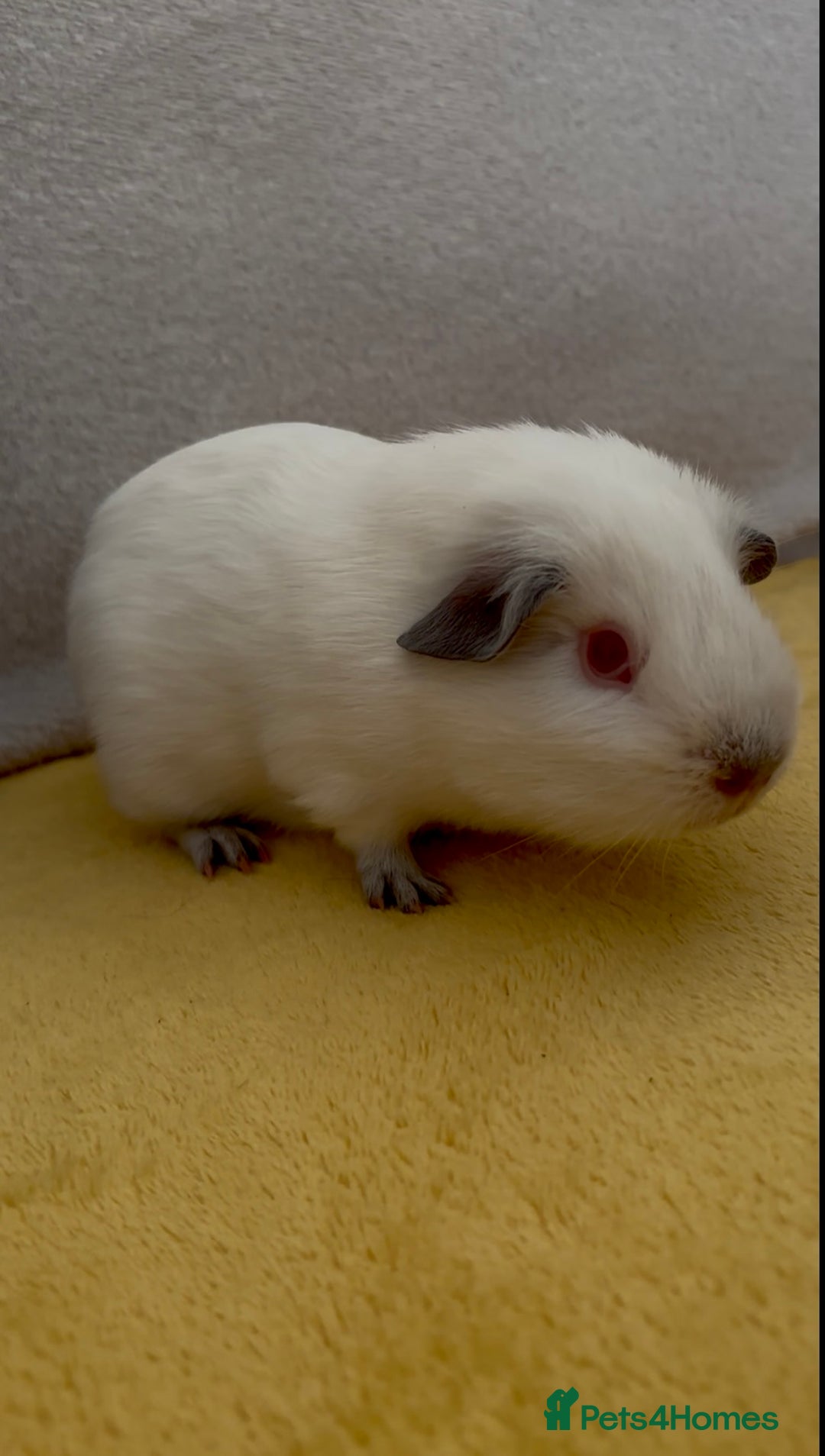 Guinea Pig rodents for sale: Young bonded male guinea pigs 🩶🤍 - Advert 2